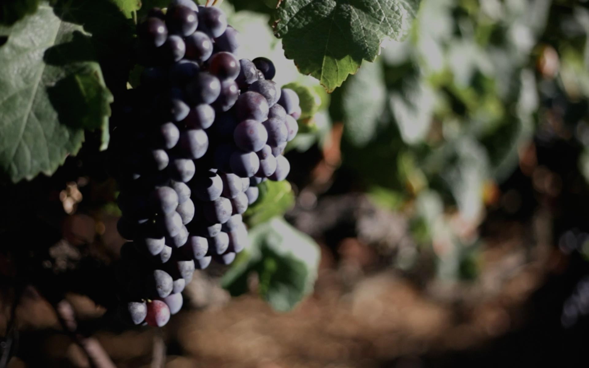 Tenerife Wine Experience - Historic vineyards and wine tasting tours in Canary Islands